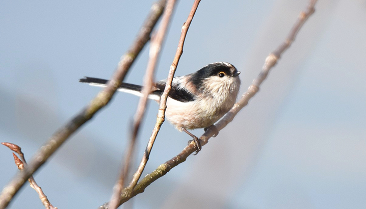 Rallye nature : les oiseaux du Lac de la Prade